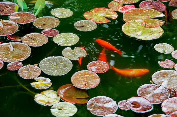 Kolam