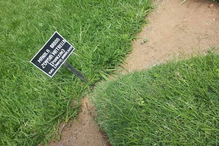 Rumput Manila atau Zoysia Matrella untuk Lapangan Sepak Bola